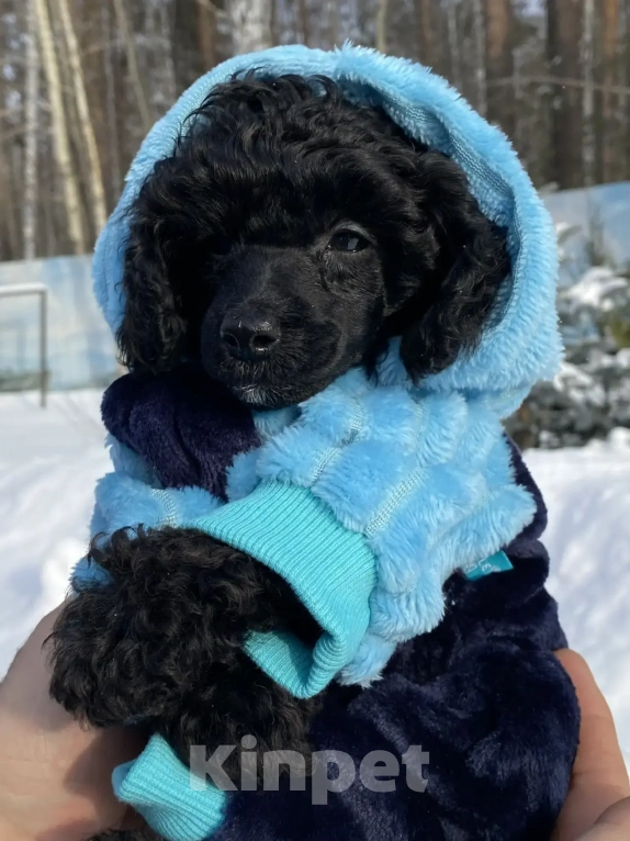Собаки в Березовском: Мальчик Мальчик, 45 000 руб. - фото 2