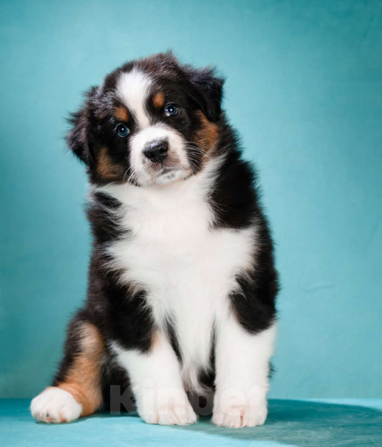Собаки в других городах Московской области: Австралийская овчарка, щенок Девочка, 80 000 руб. - фото 1