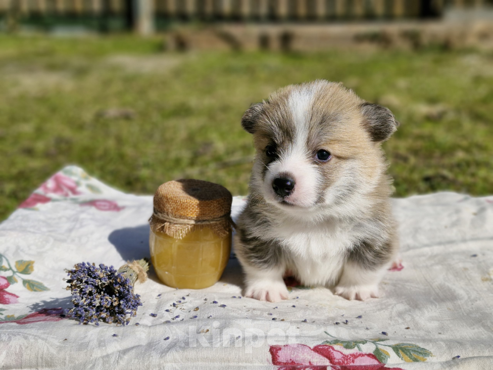 Собаки в Москве: Продаются великолепные щенки вельш корги пемброк Мальчик, 70 000 руб. - фото 5