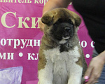 Собаки в Ангарске: Мальчик Американской Акиты  Мальчик, 120 000 руб. - фото 1