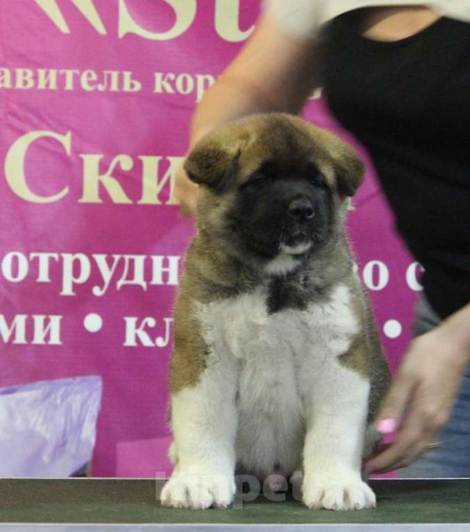 Собаки в Ангарске: Мальчик Американской Акиты  Мальчик, 120 000 руб. - фото 1