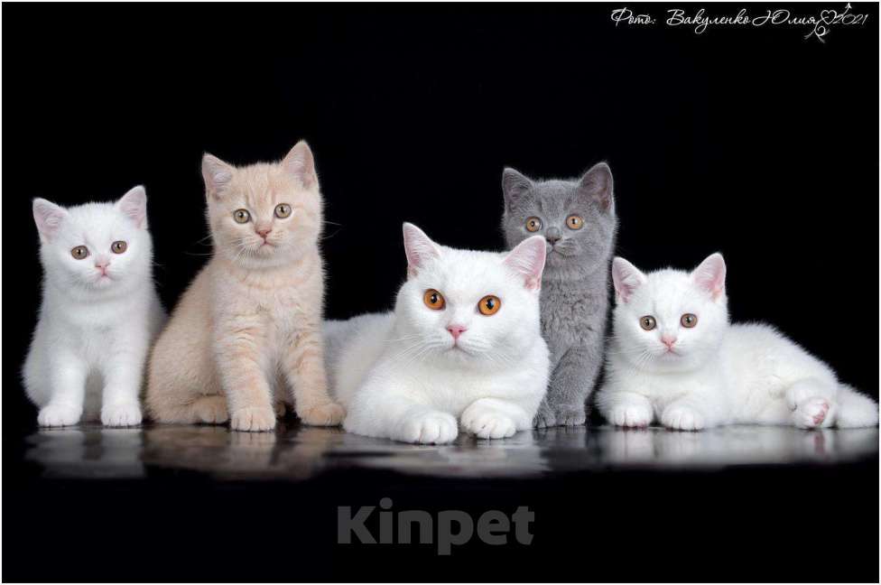 Кошки в Ливны: Котята Британские, 50 000 руб. - фото 1