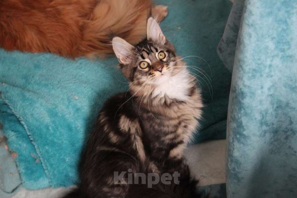 Кошки в Екатеринбурге: Роксет - котенок мейн-кун Девочка, 25 000 руб. - фото 4