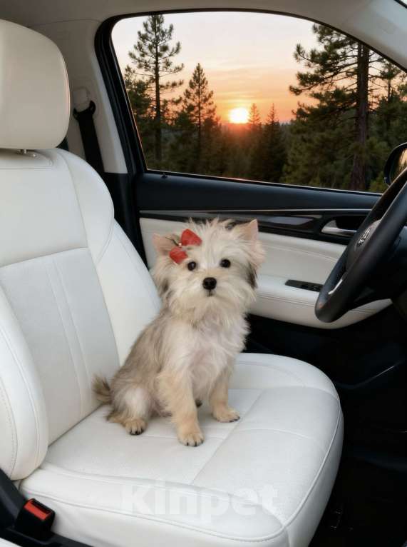 Собаки в Москве: Золотой йорк мини девочка куколка бэби фейс Девочка, 70 000 руб. - фото 6