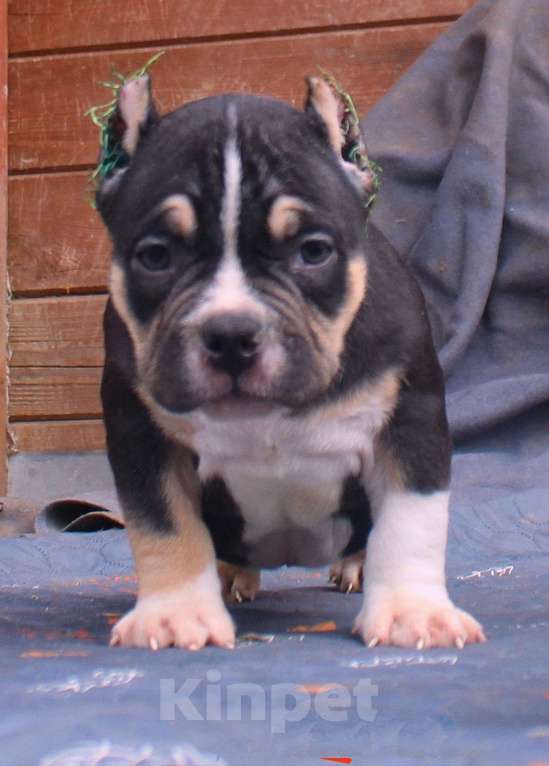 Собаки в других городах Ярославской области: Булли-малыши Девочка, 60 000 руб. - фото 9