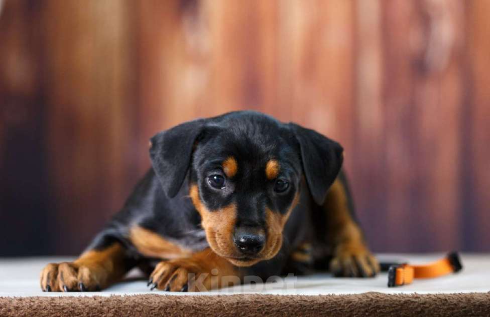 Собаки в других городах Московской области: Щенок немецкого пинчера Девочка, 80 000 руб. - фото 1