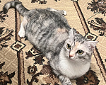 Кошки в Курске: Кошечка Муся Девочка, Бесплатно - фото 2