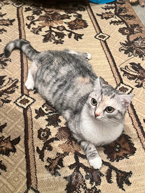 Кошки в Курске: Кошечка Муся Девочка, Бесплатно - фото 2