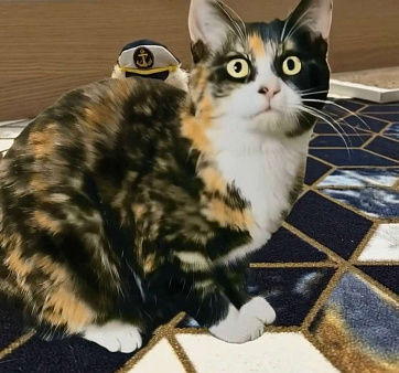 Кошечка Сонечка в добрые руки