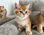 Кошки в Мур: Золотая шиншилла Мальчик, Бесплатно - фото 1