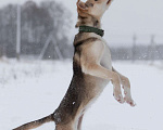 Собаки в Москве: Малышка Добби! Щенок в добрые руки Девочка, Бесплатно - фото 8