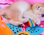 Кошки в Красноярске: Шотландский вислоухий короткошёрстный котёнок Разнополые, 35 000 руб. - фото 3