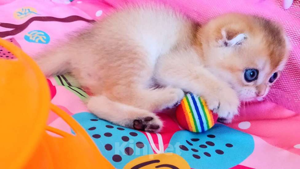 Кошки в Красноярске: Шотландский вислоухий короткошёрстный котёнок Разнополые, 35 000 руб. - фото 3