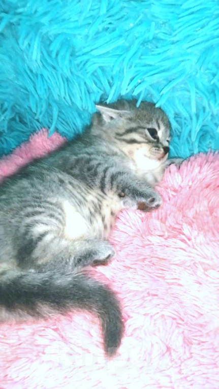 Кошки в Москве: Шотландские котята Девочка, 8 000 руб. - фото 6