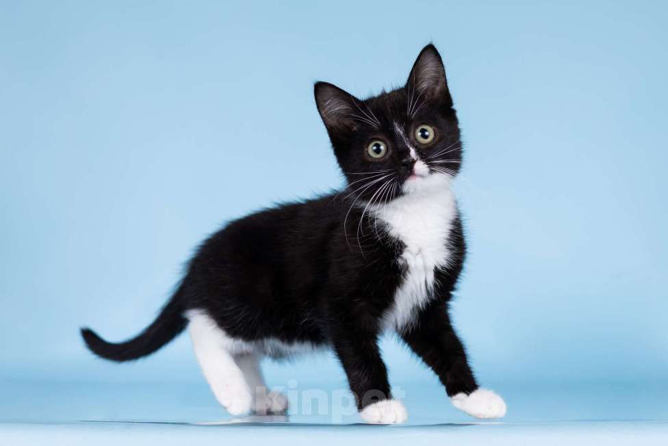 Кошки в Москве: Разноцветные котята в добрые руки Мальчик, 1 руб. - фото 6