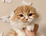 Кошки в Нижнем Новгороде: Шотландская вислоухая кошечка Девочка, 15 000 руб. - фото 1