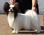 Собаки в Уфе: Папийон кобель для вязки Мальчик, 15 000 руб. - фото 1