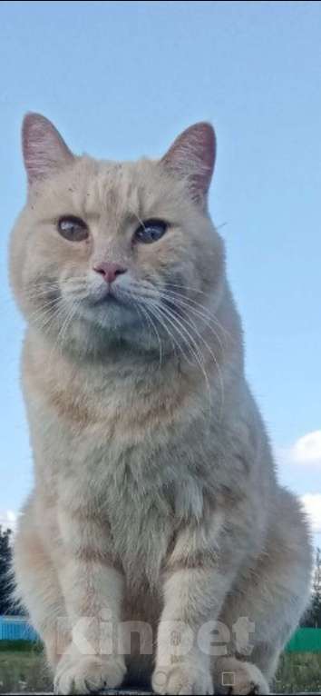 Кошки в Уфе: Боня Девочка, 10 000 руб. - фото 3