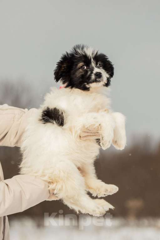 Собаки в других городах Московской области: Щенок в добрые руки Девочка, Бесплатно - фото 2