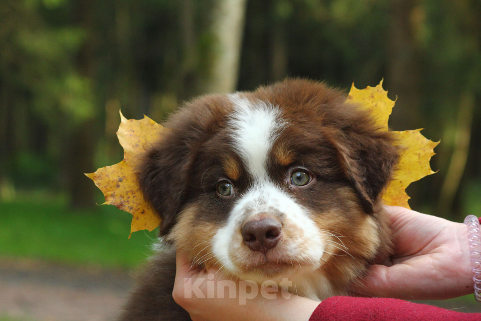 Собаки в Москве: Шикарный мальчик Аусси Мальчик, Бесплатно - фото 4
