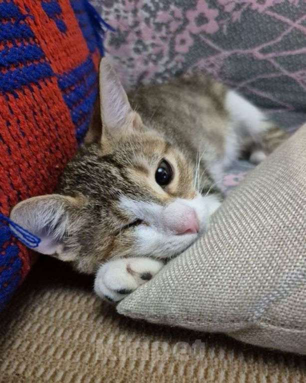 Кошки в Москве: Одноглазый котенок Кнопочка Девочка, Бесплатно - фото 2