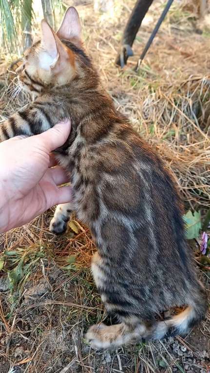 Кошки в Москве: Бенгальская девочка Девочка, 25 000 руб. - фото 8