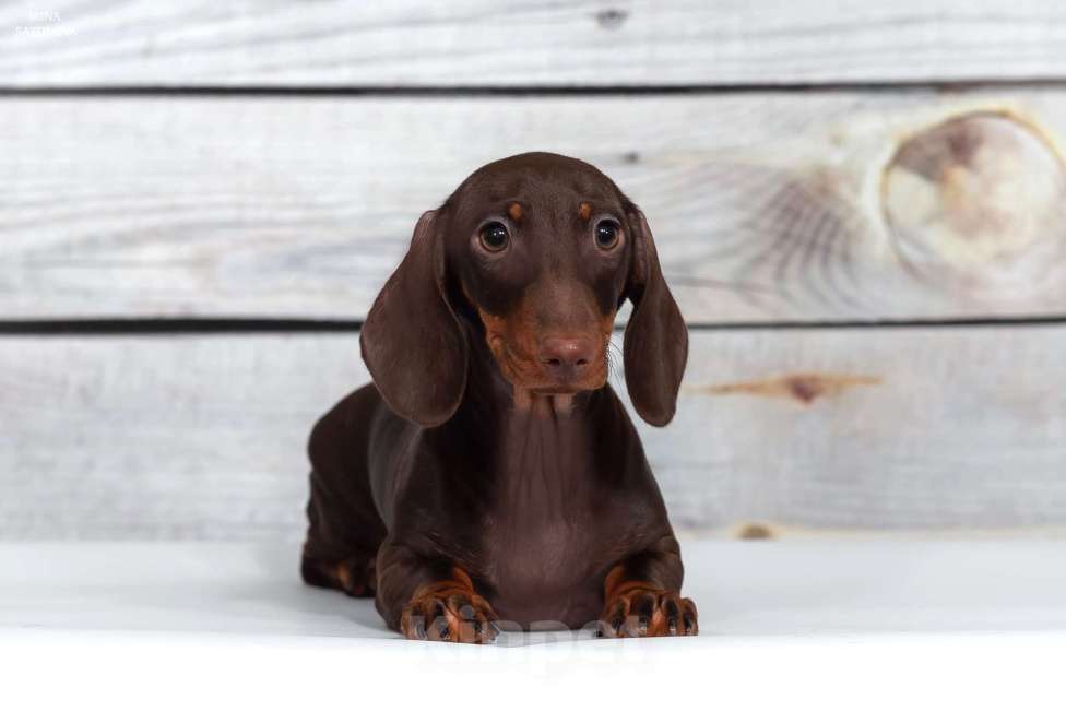 Собаки в Москве: Такса миниатюрная/кроличья(щенок) Девочка, Бесплатно - фото 3