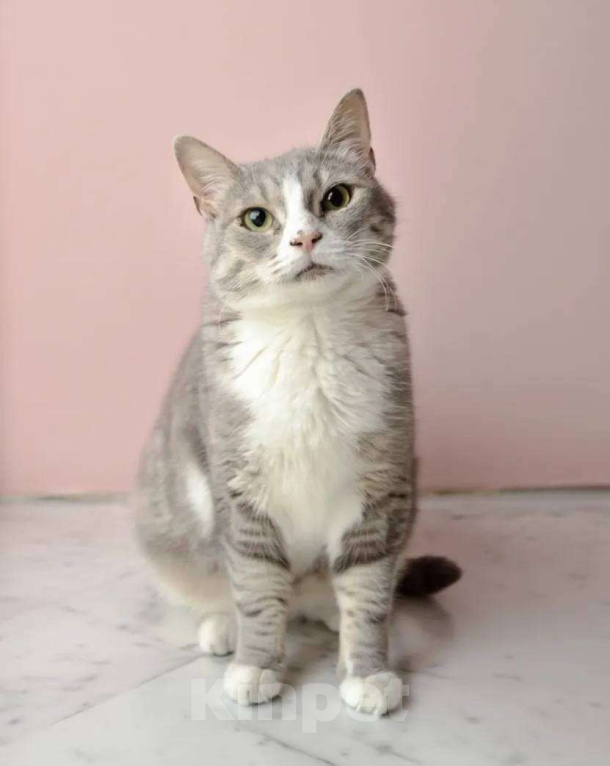 Кошки в Москве: Уже 10 месяцев ждет семью Девочка, Бесплатно - фото 5