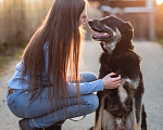 Собаки в Москве: Собака-компаньон Мальчик, Бесплатно - фото 1