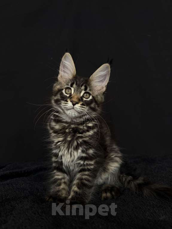 Кошки в Москве: Мейн-кун котенок Мальчик, 45 000 руб. - фото 2