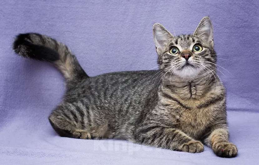 Кошки в Москве: Кошка Незабудка ждет свою счастливую минутку Девочка, Бесплатно - фото 5