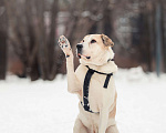 Собаки в Москве: Брут. Большой и классный плюшевый мишка Мальчик, Бесплатно - фото 2