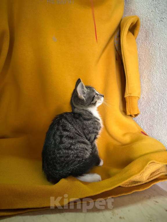 Кошки в Москве: котенок-энерджайзер Елизавета ищет дом Девочка, 10 руб. - фото 5