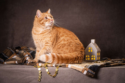 Роуз — обаятельная рыжуля