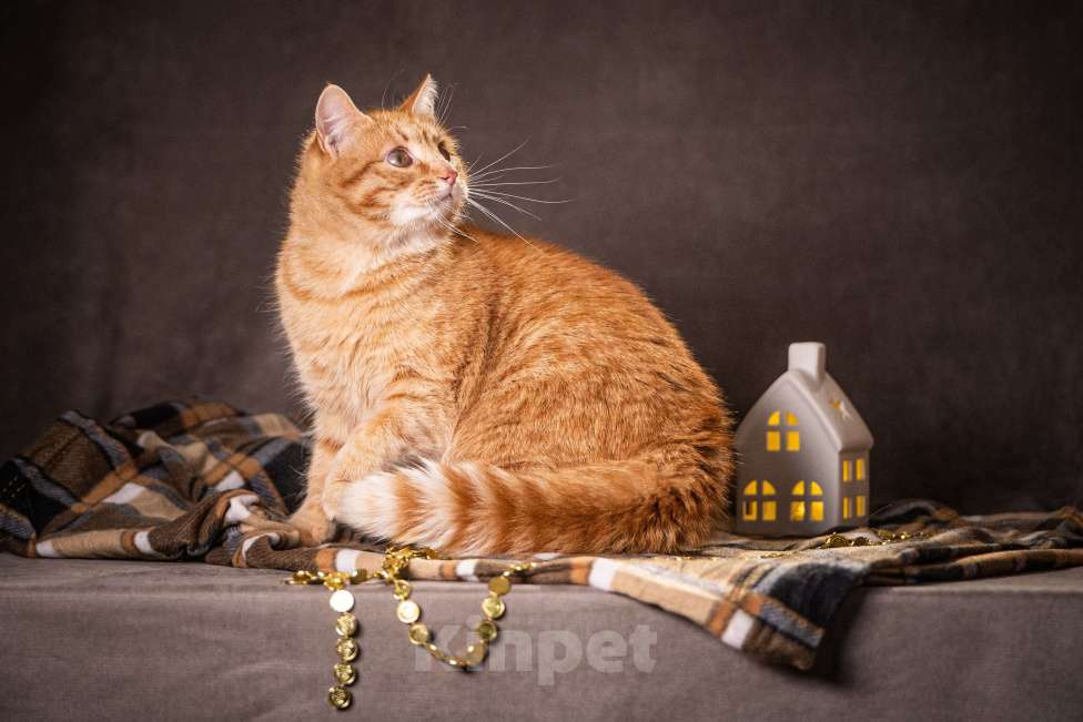 Кошки в Клине: Роуз — обаятельная рыжуля Девочка, Бесплатно - фото 1