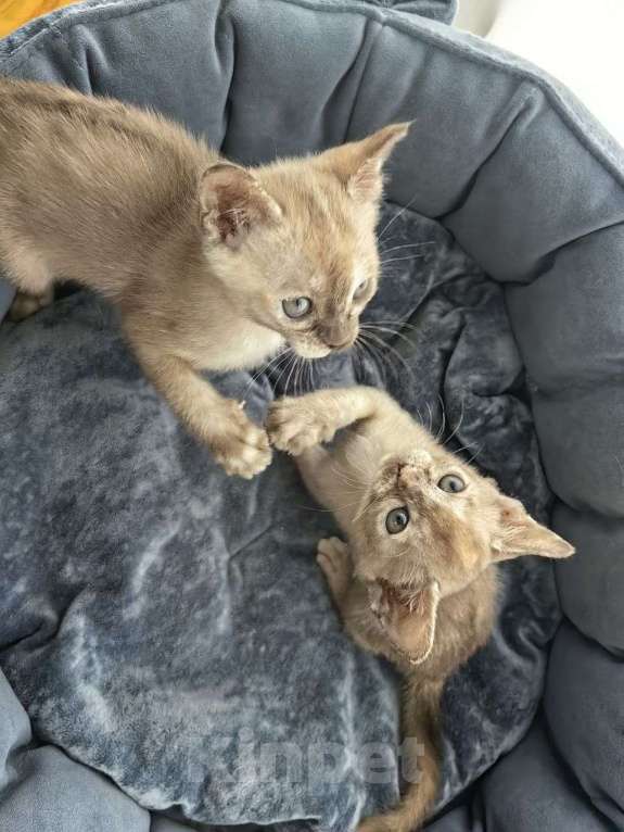 Кошки в Санкт-Петербурге: Бурманские котята девочки Девочка, 23 000 руб. - фото 6
