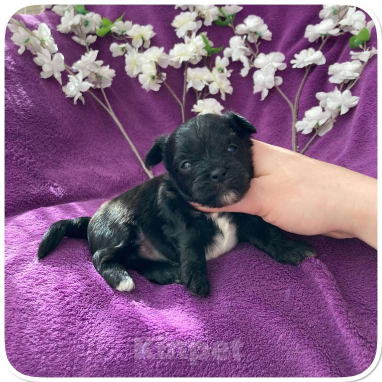 Собаки в Москве: Чёрный йорк мальчик бэби фейс Мальчик, 80 000 руб. - фото 2