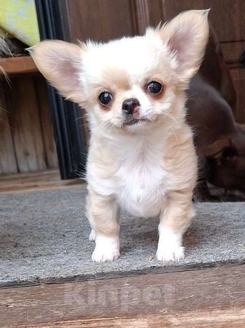 Собаки в других городах Калужской области: Кремовая девочка Девочка, 70 000 руб. - фото 2