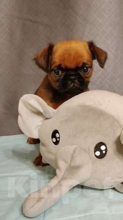 Собаки в Москве: брабансон малыш рыженький Мальчик, 45 000 руб. - фото 2