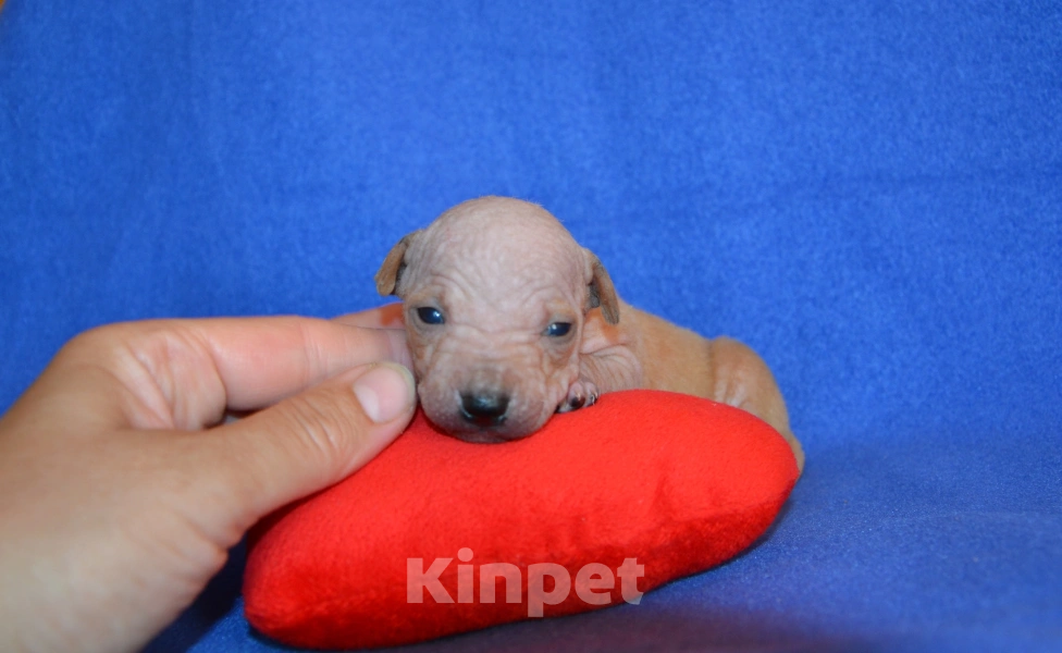 Собаки в Москве: Щенки американского голого терьера  Девочка, 25 000 руб. - фото 3