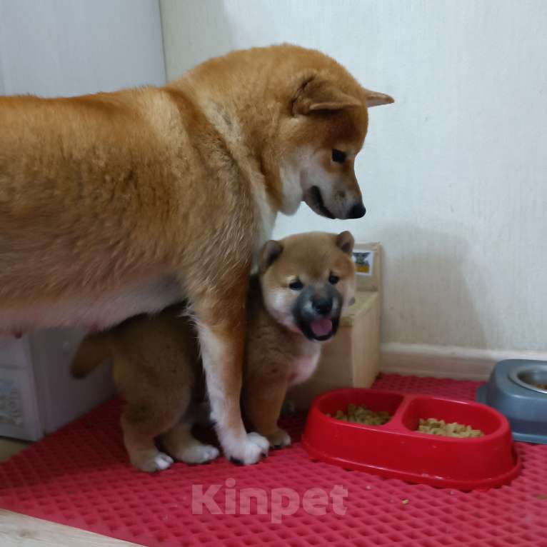 Собаки в Кирове:  Щенки сиба ину  Мальчик, 35 000 руб. - фото 4