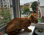 Кошки в Москве: Котенок девочка ищет дом Девочка, Бесплатно - фото 3