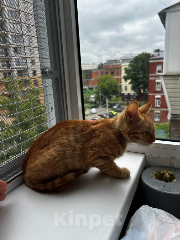 Кошки в Москве: Котенок девочка ищет дом Девочка, Бесплатно - фото 3