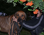 Собаки в Новосибирске: Родезийский риджбек кобель ищет дом Мальчик, 1 руб. - фото 5