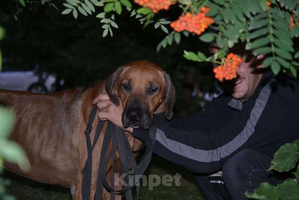 Собаки в Новосибирске: Родезийский риджбек кобель ищет дом Мальчик, 1 руб. - фото 5