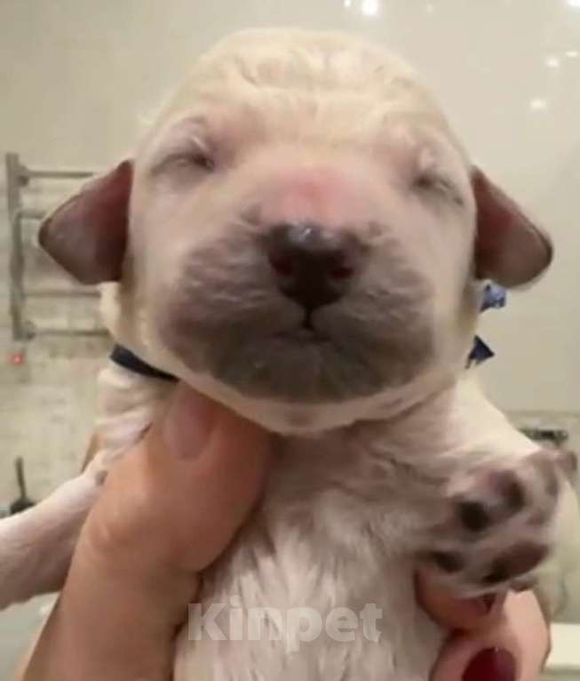 Собаки в других городах Московской области: Стандартный пудель-Щенки Мальчик, Бесплатно - фото 2