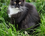 Кошки в Екатеринбурге: Котенок мейн-кун Девочка, 25 000 руб. - фото 2