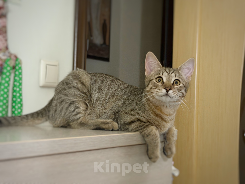Кошки в Москве: Котёнок Фунтик Мальчик, Бесплатно - фото 5