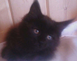 Кошки в Калуге: Правильный Мейн-кун может быть только черным, 5 000 руб. - фото 9