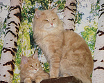 Кошки в Усинске: Яркие красотки девочки Мейн Кун Девочка, 22 000 руб. - фото 9